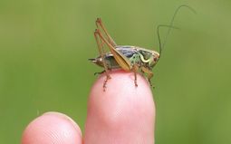Visite guidée : Insectes à vue